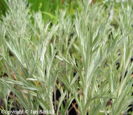 Artemisia ludoviciana 'Silver Queen', hopeamaruna
